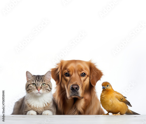 A dog, a cat and a bird are sitting on a white background. Advertising banner concept for a veterinary clinic or pet store.