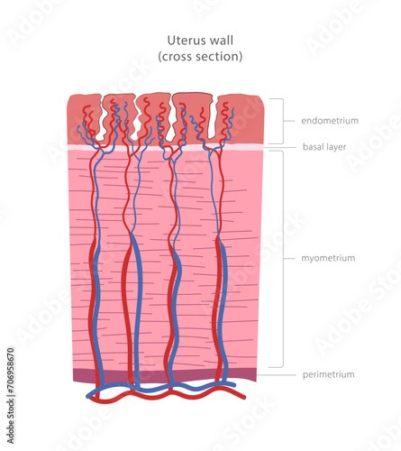 Uterus wall cross section diagram. Uterine layers: perimetrium, myometrium, endometrium.