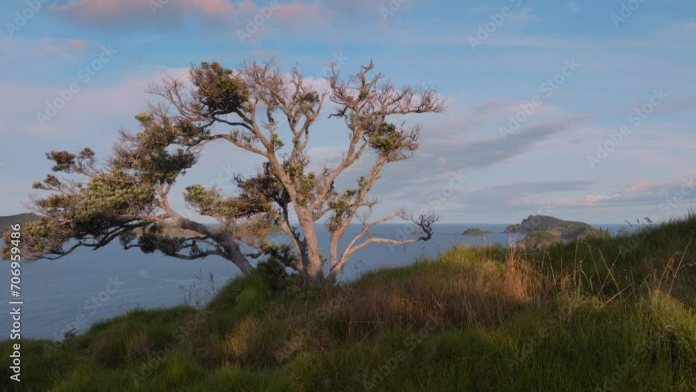 Aerial: Pohutukawa tree clinging to a cliff edge. Matauri Bay, Northland, New Zealand. Aerial: Pohutukawa tree clinging to a cliff edge. Matauri Bay, Northland, New Zealand.