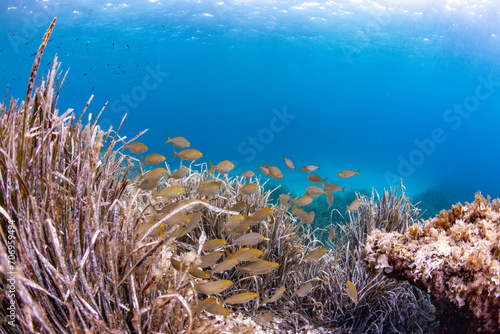 Fototapeta Naklejka Na Ścianę i Meble -  bank of fish swimming mediterranean sea beautiful underwater portrait uw