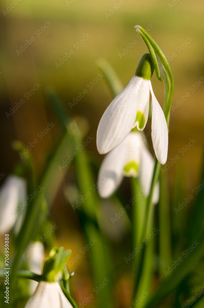 White snowdrop flowers in the forest in the bright sun sway in the wind White snowdrop flowers in the forest in the bright sun sway in the wind