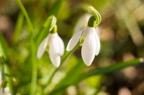 White snowdrop flowers in the forest in the bright sun sway in the wind