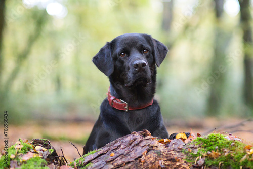 Black labrador retriever dog in the autumn forest. Selective focus.