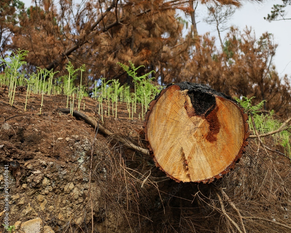 Forest after recent wildfire with burned and scorched tree trunks Forest after recent wildfire with burned and scorched tree trunks