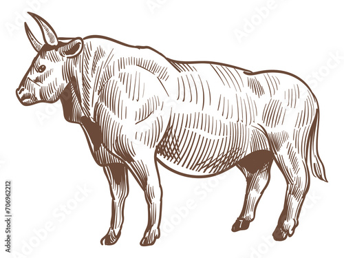 Bull sketch. Hand drawn cattle. Farm animal photo