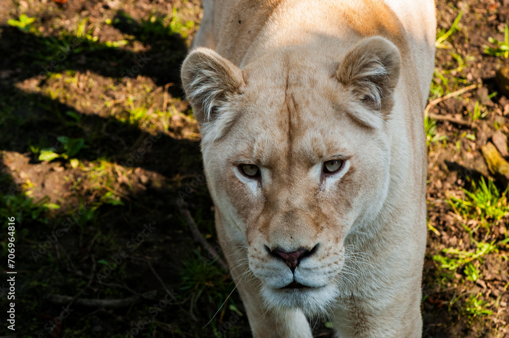 Fototapeta premium Lion