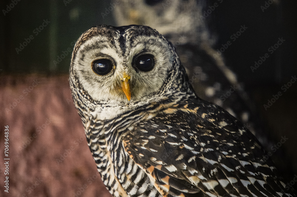 Naklejka premium owl