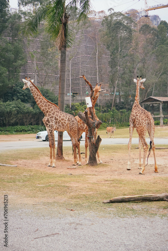 safari park wild animals attraction