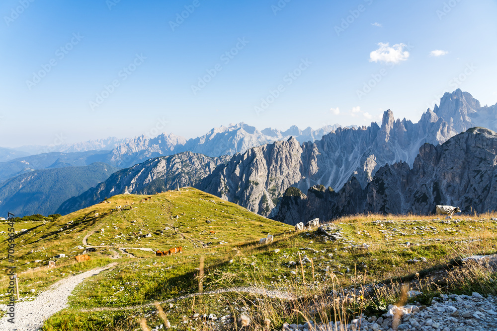 Obraz premium Cows on a meadow in the Dolomites in the Italian Alps on a sunny afternoon