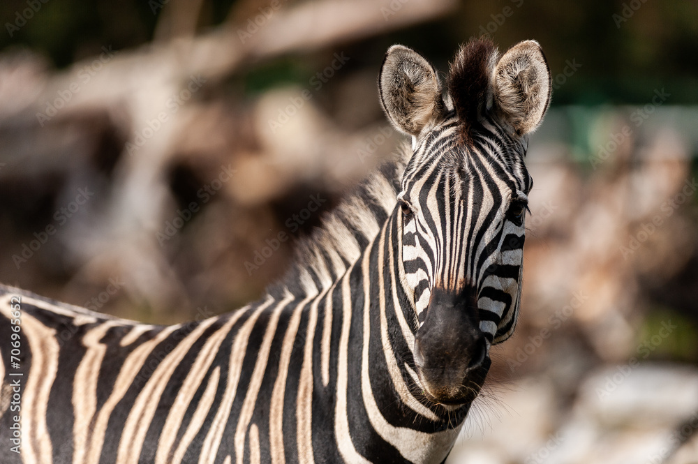 Fototapeta premium zebra close up