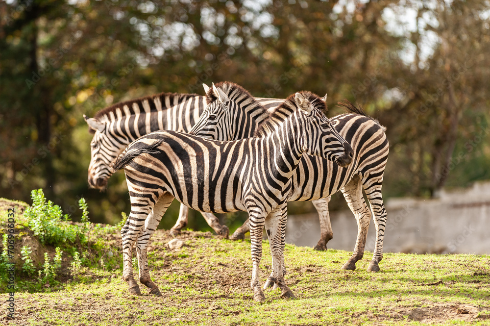 Obraz premium zebra