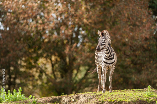 zebra