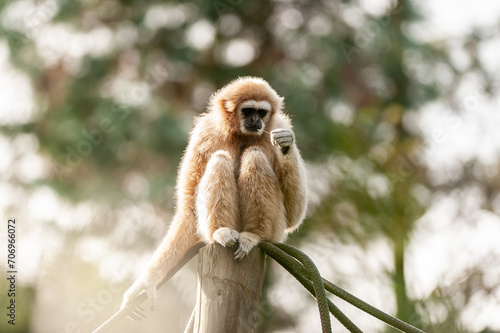 gibbon