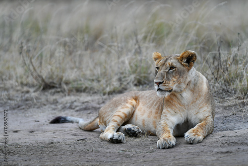 Lion female in the Masai Mara