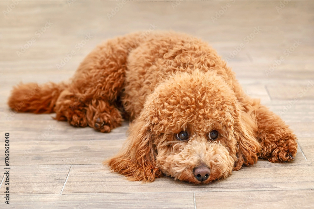Fototapeta premium Sad Dog Poodle Lying on the Floor. Dog Waits for Return of Owners Back. Concept of Lonely And Aging.
