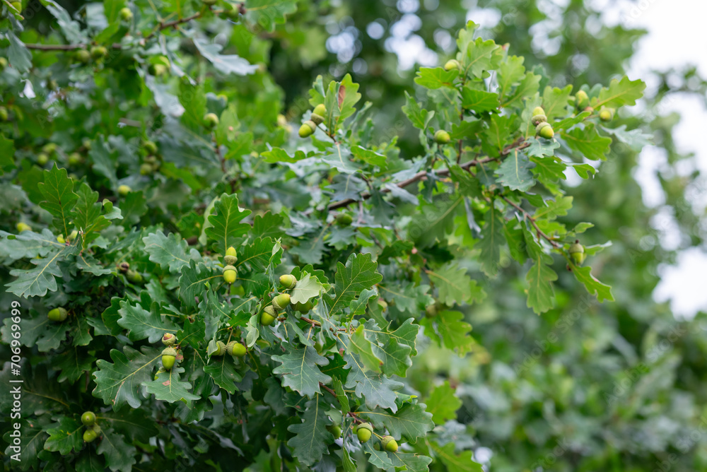 Branches of oak tree with many acorns. Oak tree with green acorns Branches of oak tree with many acorns. Oak tree with green acorns