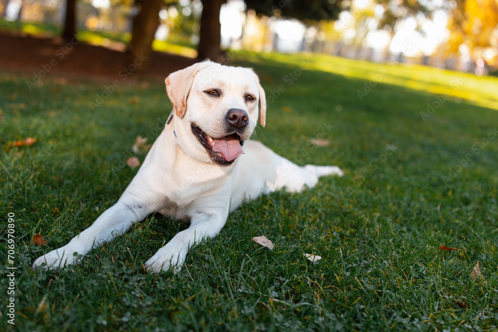 Dog, a young Labrador retriever in autumn walks on a green lawn. Happy pet on a walk.