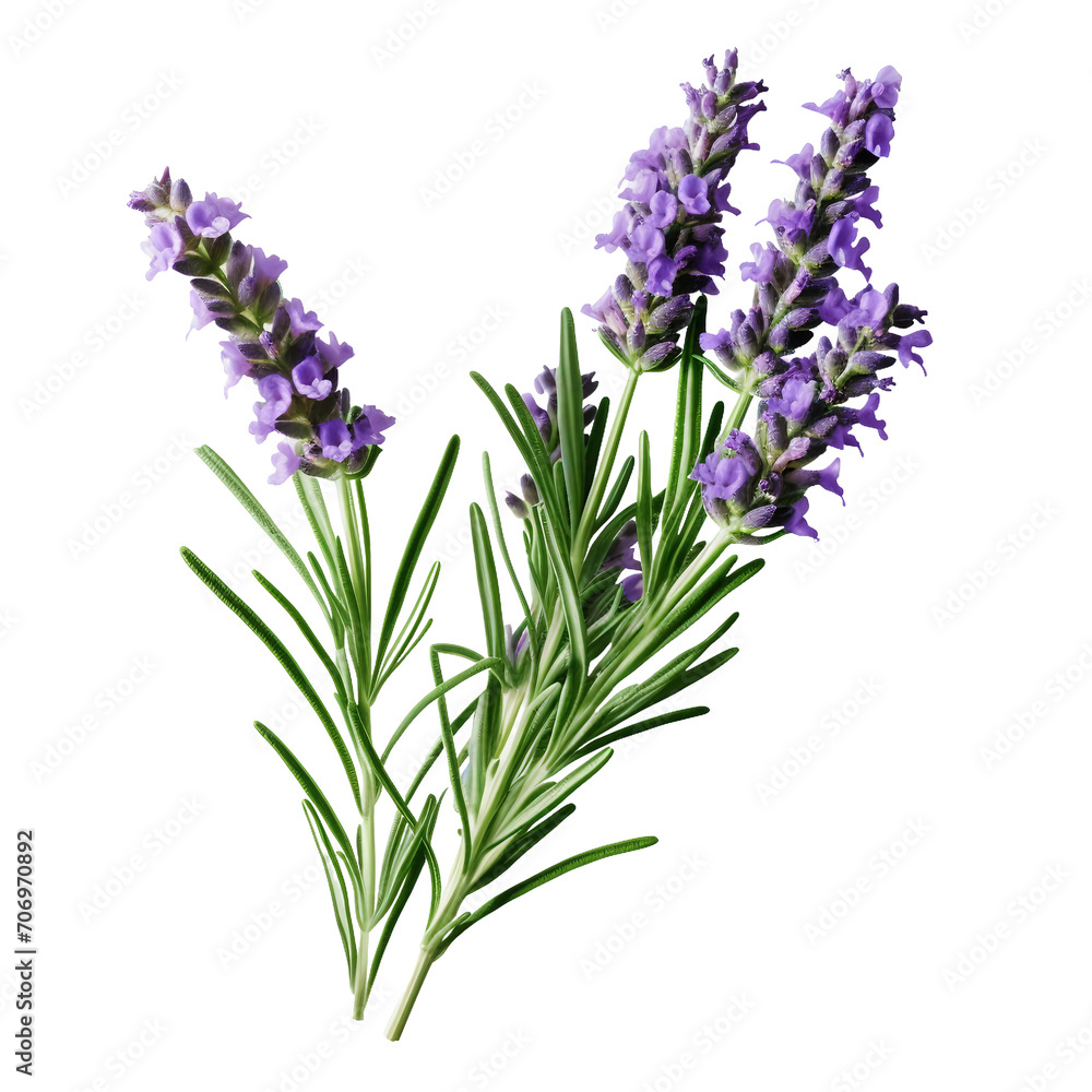 Obraz premium Lavender Rosemary flower on a transparent background, PNG