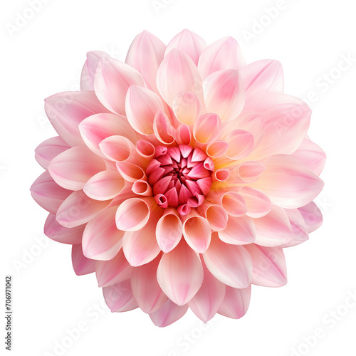 Pink Dahlia flower on a transparent background,