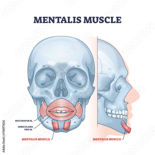 Mentalis muscle with chin buccinator and orbicularis parts outline diagram, transparent background. Labeled educational medical anatomy scheme with human face, lips and mouth structure illustration.