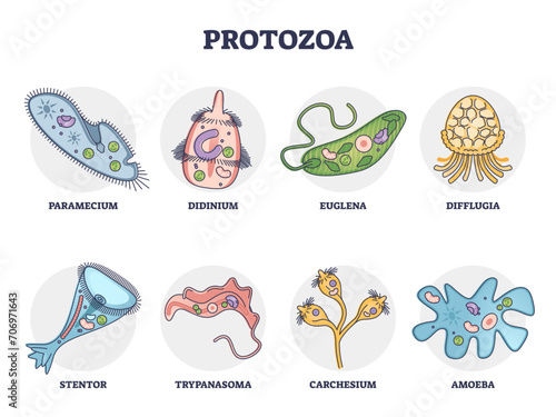 Protozoa division collection as single cell eukaryote biological outline set, transparent background. Labeled educational closeup scheme with paramecium, didinium, euglena, difflugia. photo