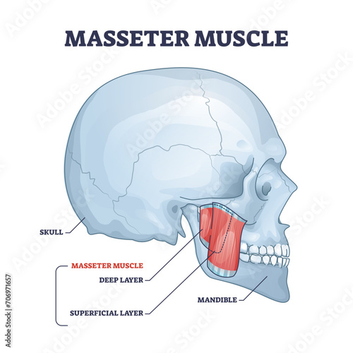 Masseter muscle as mastication anatomical muscular system outline diagram, transparent background. Labeled educational medical scheme with deep and superficial layer location in head illustration.