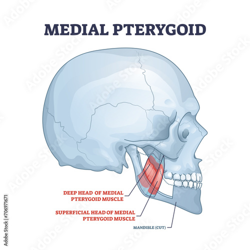 Medial pterygoid facial muscle as masticatory muscular system part outline diagram, transparent background. Labeled educational anatomy scheme with deep head and superficial location illustration.