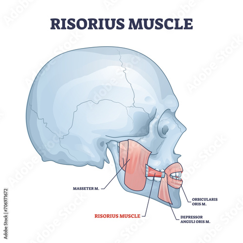 Risorius muscle as human facial expression muscular system outline diagram, transparent background. Labeled educational scheme with masseter.