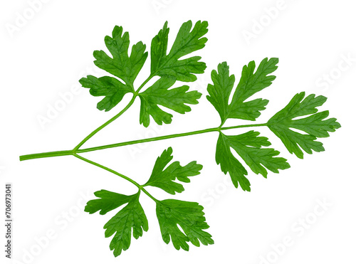 Parsley isolated on a white background, top view