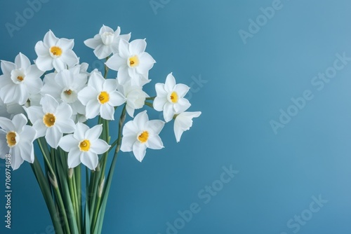bouquet of white narcissus on a blue colored backdrop isolated pastel background