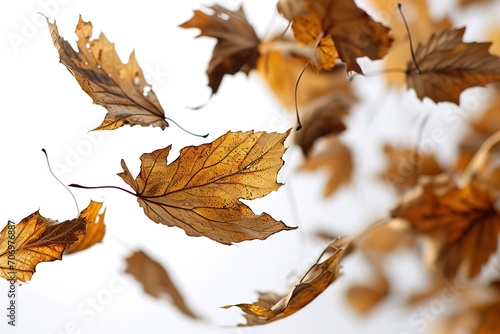 Fall season concept: Isolated dry leaves on a white background