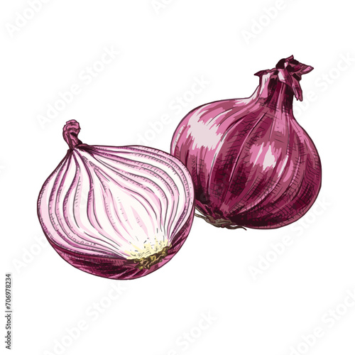 Hand drawn fresh red onion whole and half. Vector illustration isolated on white background.