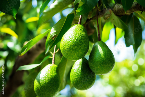green hass  Avocados fruit hanging in the tree