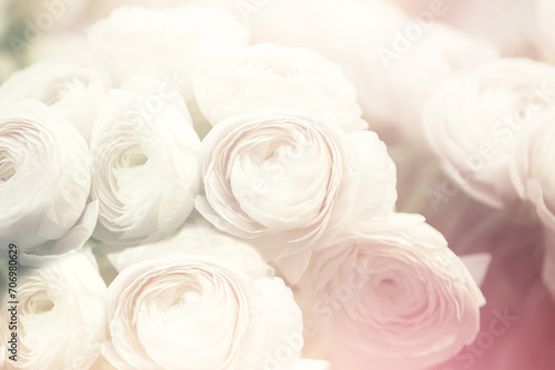 Background of blurred white roses. Background for wedding invitation. Unfocused blurred background of white roses