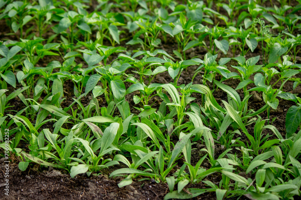 Young seedlings in the ground for reproduction. Plant seedlings Young seedlings in the ground for reproduction. Plant seedlings