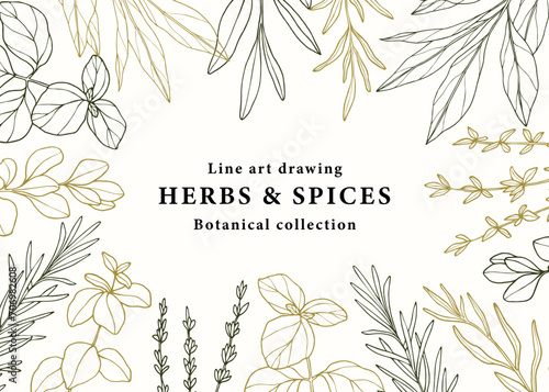 Hand drawn herbs and spices banner