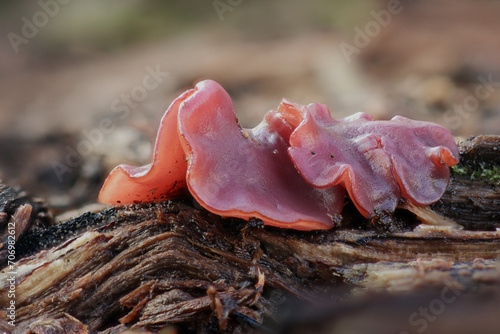 Ascocoryne sarcoides, purple jellydisc, close-up,  dead wood, mushrooms in the forest, mxcology, autumn, winter, photo