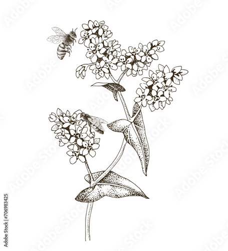 Honeybee pollinating blooming buckwheat plant