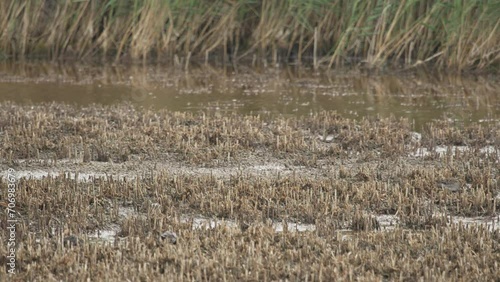 Common starling (Sturnus Vulgaris) looking for food in swamp. Reed in the background. (4k - Slow Motion) photo