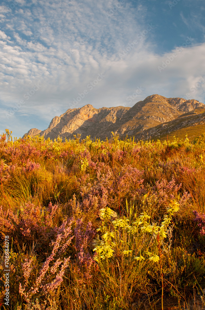 fynbos landscape with backlit restios grass in the landscape late afternoon sunlight creating romantic mood lighting 