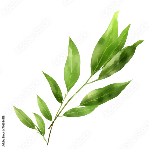 Willow leaf on a transparent background, PNG