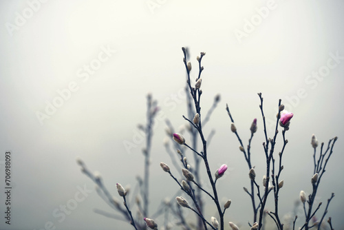 Ramo isolato con boccioli e gemme in una mattina nebbiosa a inizio primavera photo