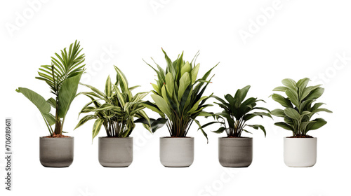 Potted plants super detail high, Isolated on transparent PNG background, Generative ai