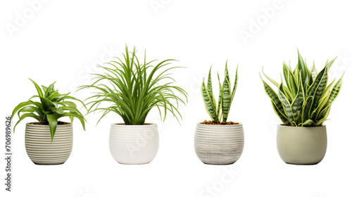 Potted plants  super detail high  Isolated on transparent PNG background  Generative ai