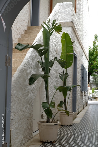 big green plants in the hotel, interior design indoor