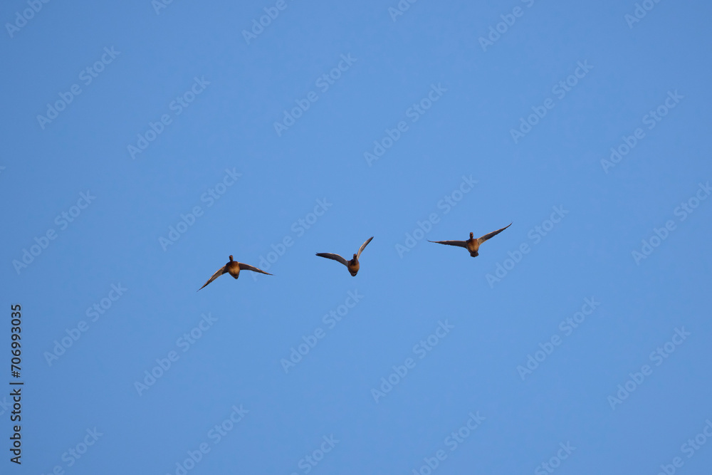 three wild ducks in flight in the blue sky.