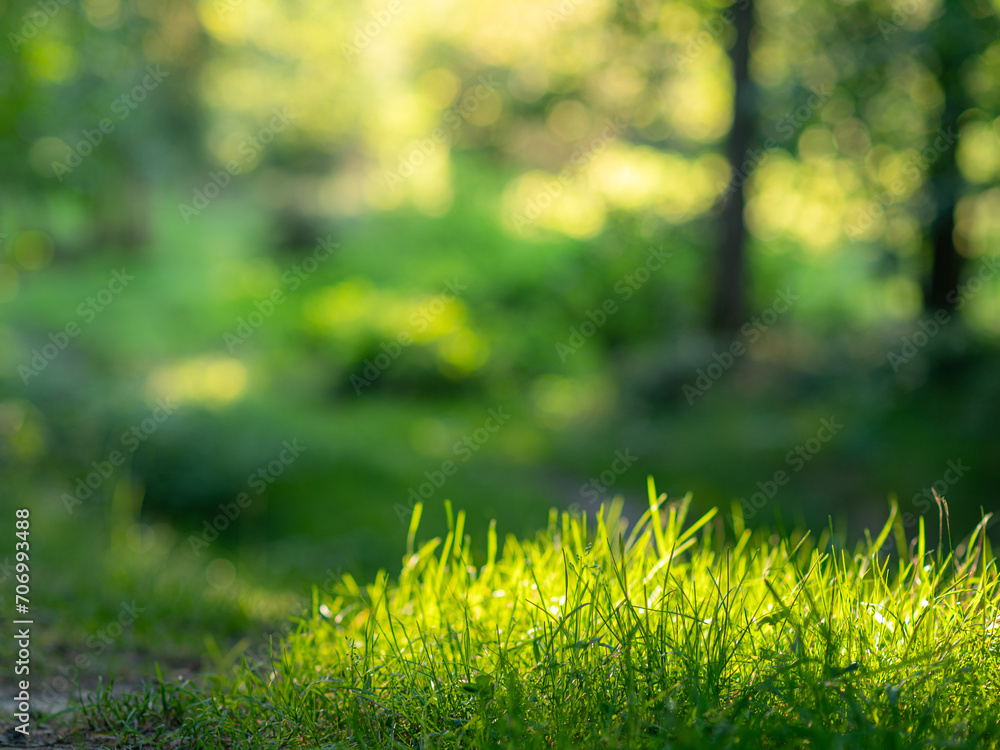 Summer feeling in der Natur: Grasbüschel im Licht, sommerlicher Hintergrund
