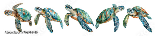 Watercolor turtle set isolated on transparent background. 