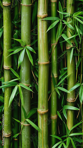 Close up image of a bamboo forest.