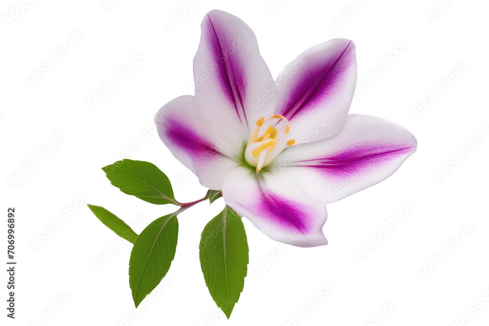 pink flower isolated on transparent background pink flower isolated on transparent background